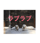 queen. Noel. Monica（個別スタンプ：13）