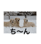 queen. Noel. Monica（個別スタンプ：34）