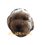 凜ちゃんと愉快な仲間たち（個別スタンプ：1）