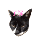 凜ちゃんと愉快な仲間たち（個別スタンプ：2）