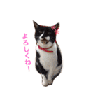 凜ちゃんと愉快な仲間たち（個別スタンプ：7）