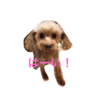 凜ちゃんと愉快な仲間たち（個別スタンプ：24）
