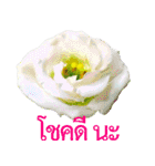 kikimama Flower Stickerタイ語版（個別スタンプ：10）