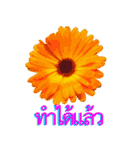 kikimama Flower Stickerタイ語版（個別スタンプ：12）