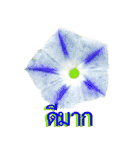 kikimama Flower Stickerタイ語版（個別スタンプ：15）