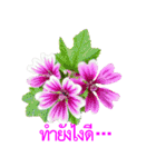 kikimama Flower Stickerタイ語版（個別スタンプ：21）