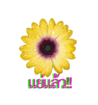 kikimama Flower Stickerタイ語版（個別スタンプ：22）
