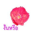 kikimama Flower Stickerタイ語版（個別スタンプ：24）