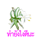 kikimama Flower Stickerタイ語版（個別スタンプ：29）