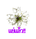 kikimama Flower Stickerタイ語版（個別スタンプ：30）
