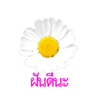 kikimama Flower Stickerタイ語版（個別スタンプ：40）