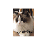 ラグラグ（個別スタンプ：1）