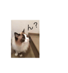 ラグラグ（個別スタンプ：2）