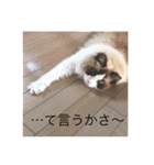 ラグラグ（個別スタンプ：3）
