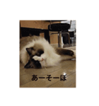ラグラグ（個別スタンプ：5）