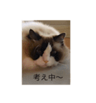 ラグラグ（個別スタンプ：7）