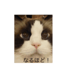 ラグラグ（個別スタンプ：8）