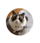 ラグラグ（個別スタンプ：9）