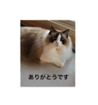 ラグラグ（個別スタンプ：10）