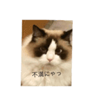 ラグラグ（個別スタンプ：12）