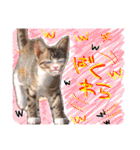 みのりんと猫さん（個別スタンプ：17）