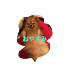 ポメラニアン ジャガ君（個別スタンプ：3）