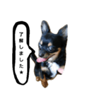 konankun stamp（個別スタンプ：1）