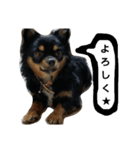 konankun stamp（個別スタンプ：4）
