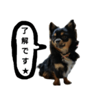 konankun stamp（個別スタンプ：5）