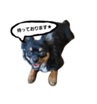 konankun stamp（個別スタンプ：7）