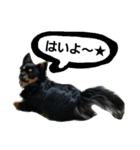 konankun stamp（個別スタンプ：8）
