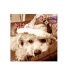 トイプードル(犬)（個別スタンプ：1）