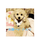 トイプードル(犬)（個別スタンプ：2）