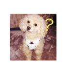 トイプードル(犬)（個別スタンプ：3）