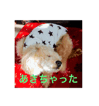 トイプードル(犬)（個別スタンプ：4）