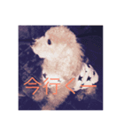 トイプードル(犬)（個別スタンプ：5）