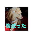 トイプードル(犬)（個別スタンプ：6）
