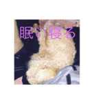 トイプードル(犬)（個別スタンプ：7）