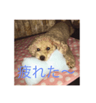 トイプードル(犬)（個別スタンプ：8）