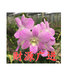 orchids china（個別スタンプ：1）