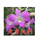 orchids china（個別スタンプ：3）
