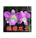 orchids china（個別スタンプ：4）