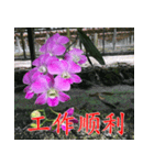 orchids china（個別スタンプ：5）