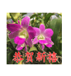 orchids china（個別スタンプ：6）