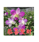 orchids china（個別スタンプ：7）