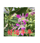 orchids china（個別スタンプ：8）
