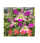 orchids china（個別スタンプ：9）