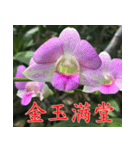orchids china（個別スタンプ：10）