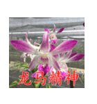 orchids china（個別スタンプ：11）