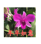 orchids china（個別スタンプ：12）